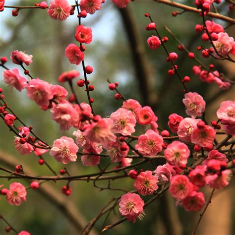 紅梅花